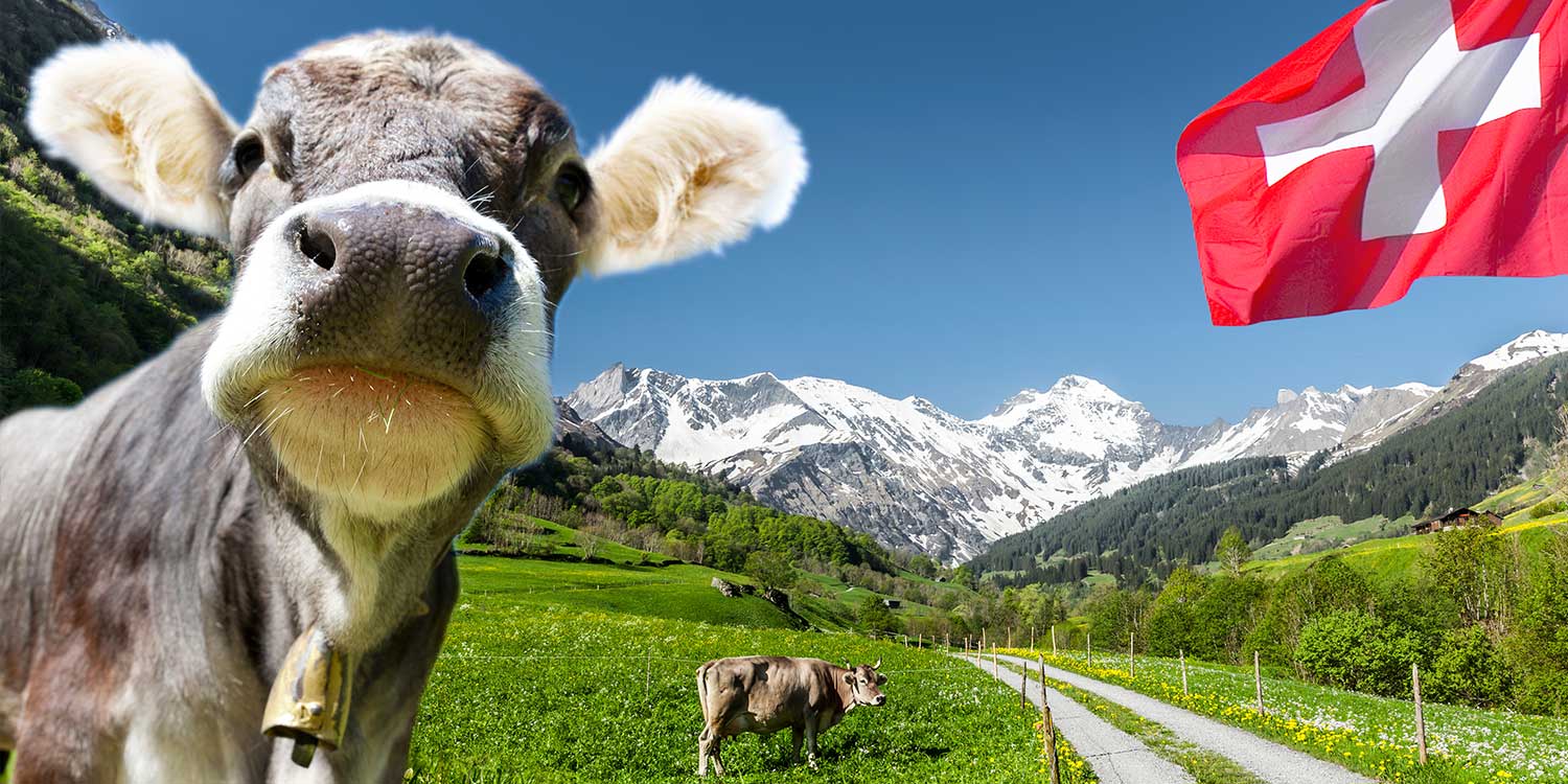 Neugierige Kuh mit Glocke am Hals in idyllischer Alpenlandschaft mit grünen Wiesen, schneebedeckten Bergen und wehender Schweizer Flagge, typische Bergweideszene mit Wanderweg